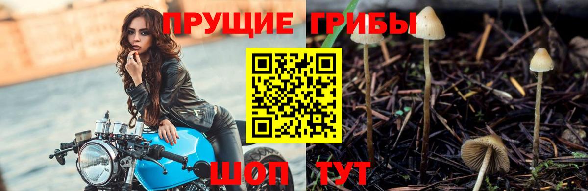 Псилоцибиновые грибы мухоморы  Псилоцибиновые грибы GOLDEN TEACHER  Вход с VPN  Каменка 